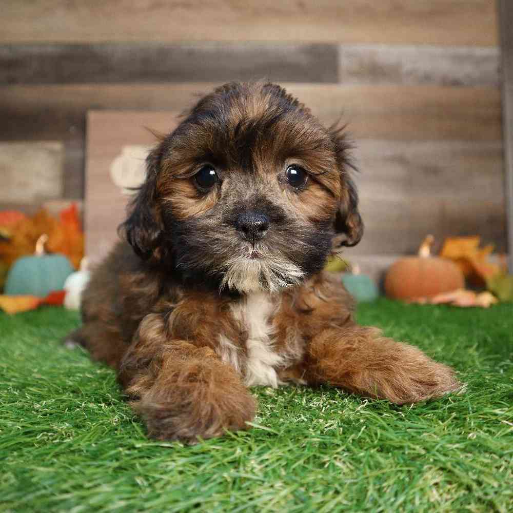 Female Shipoo Puppy for Sale in Blaine, MN