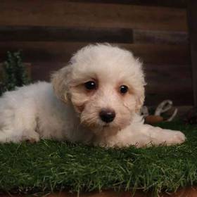 Maltipoo