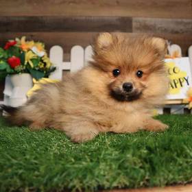 Pomeranian