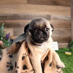 Pug