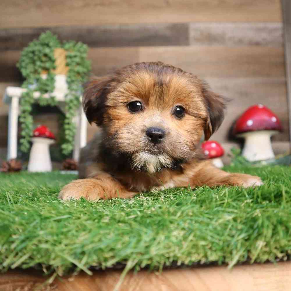 carousel pet images