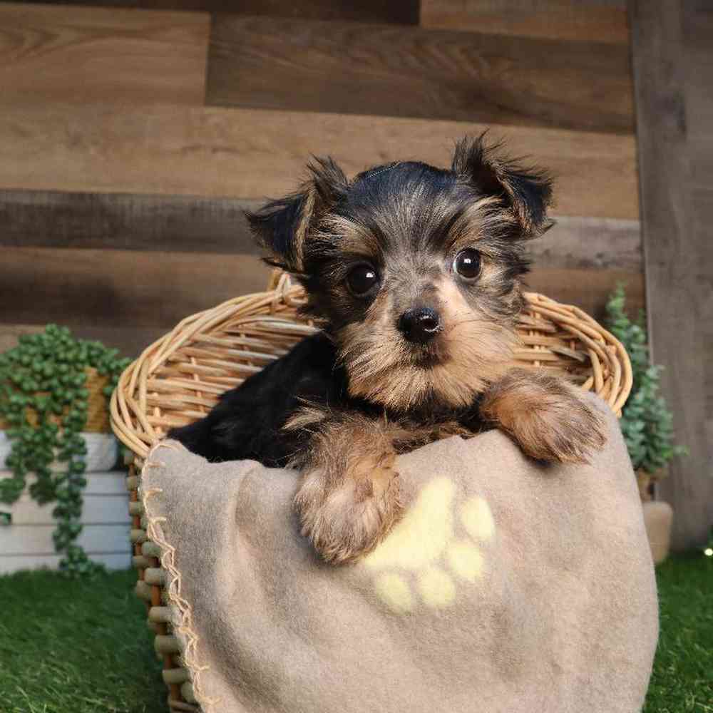 Male Yorkshire Terrier Puppy for Sale in Blaine, MN