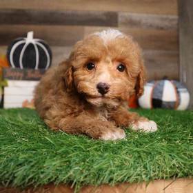 Mini Poodle