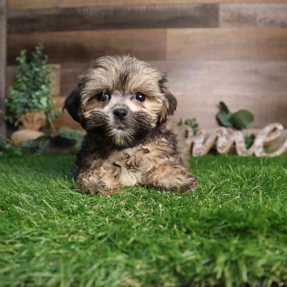Male Malshi Puppy for Sale in Blaine, MN