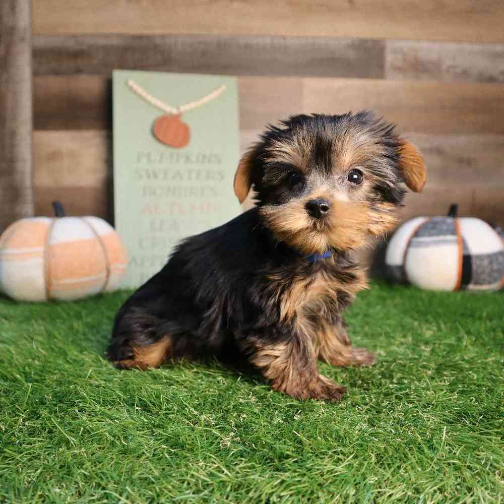 Male Yorkshire Terrier Puppy for Sale in Blaine, MN
