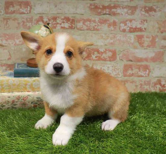 Pembroke Welsh Corgi