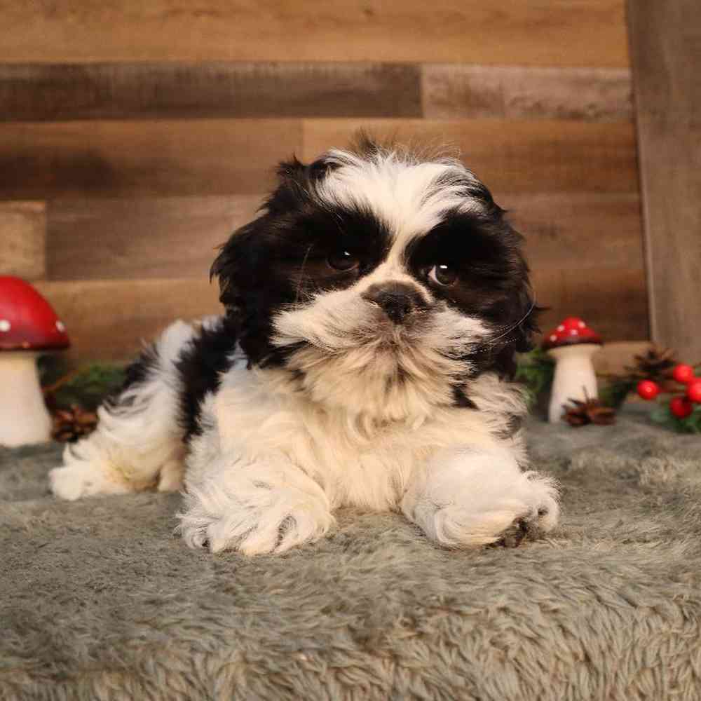 Male Shih Tzu Puppy for Sale in Blaine, MN