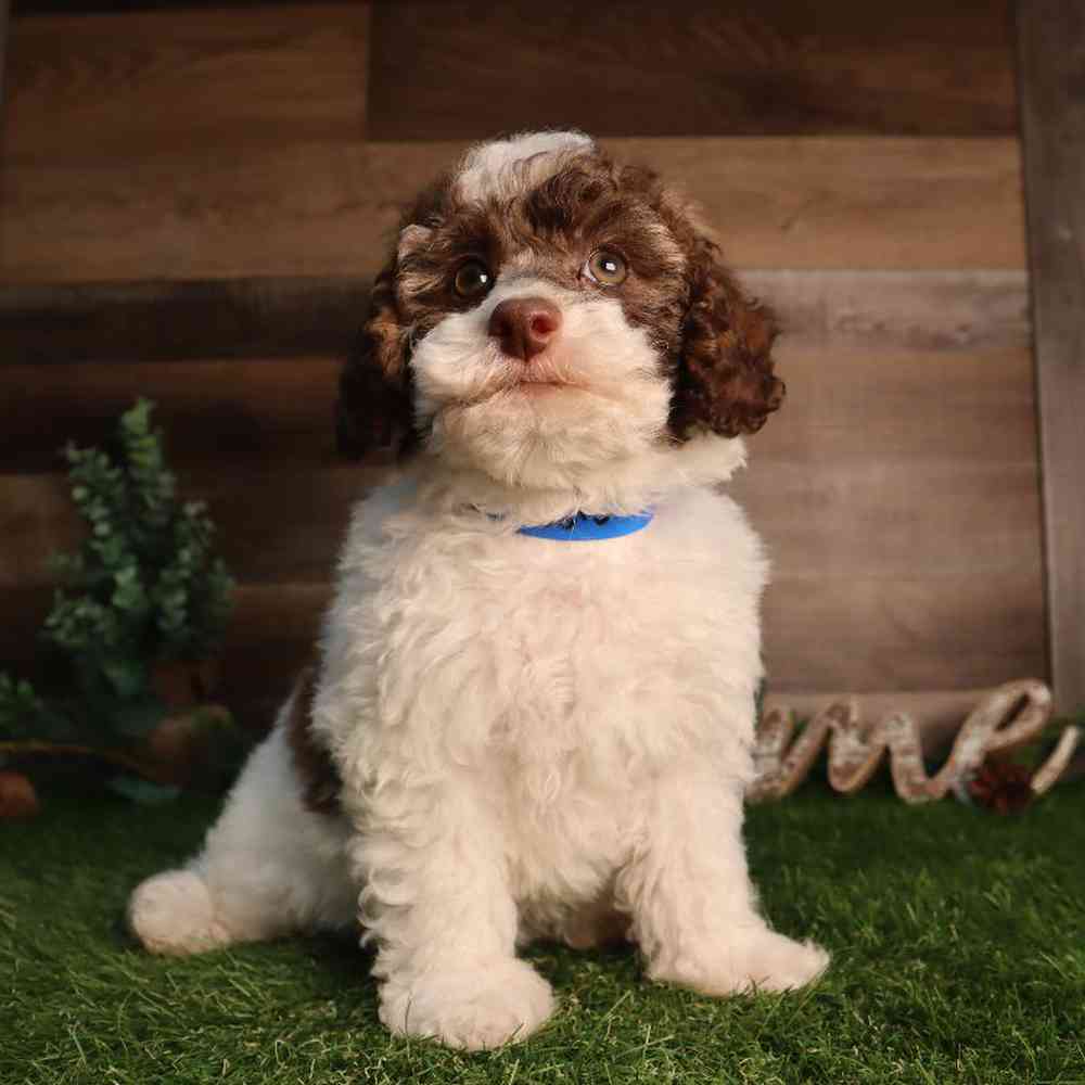 carousel pet images