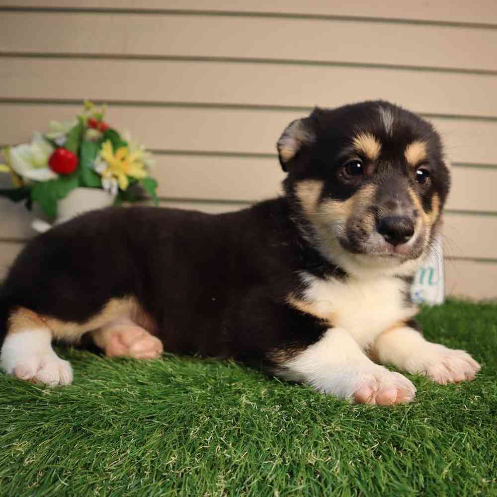 carousel pet images