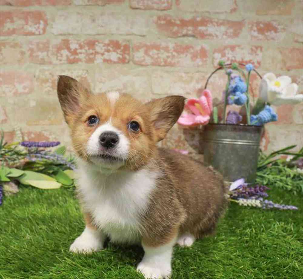 carousel pet images