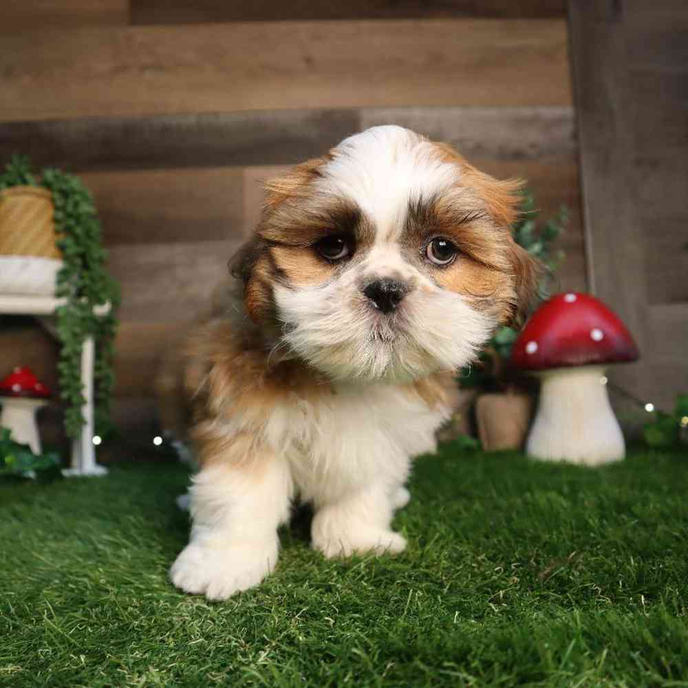Male Malshi Puppy for Sale in Blaine, MN