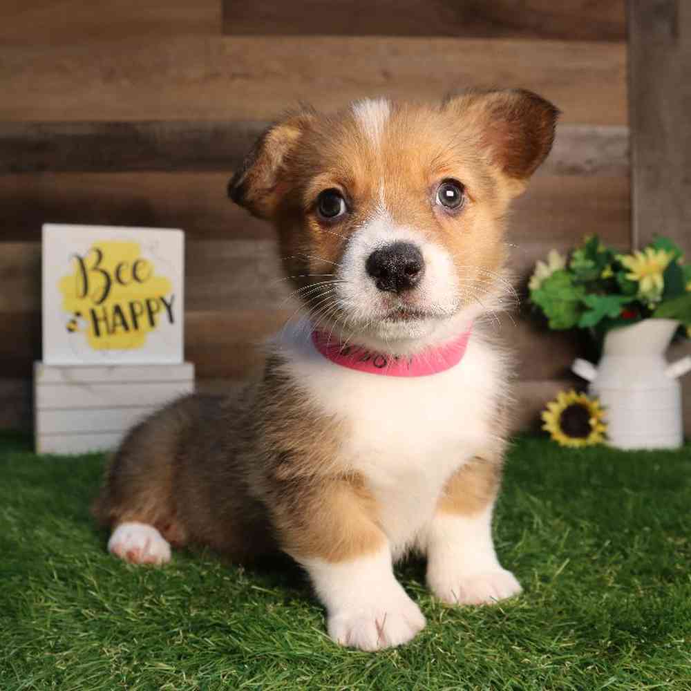 Image of a pet breed in the gallery