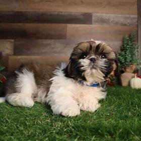 Shih Tzu