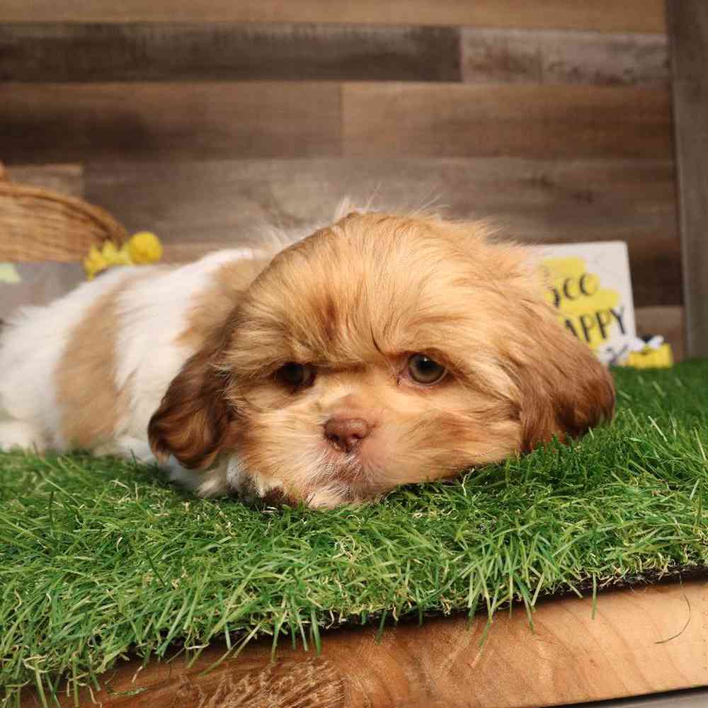 carousel pet images