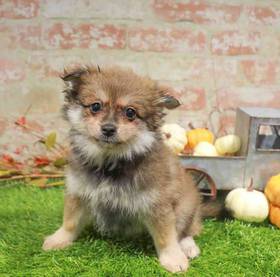 Pomeranian