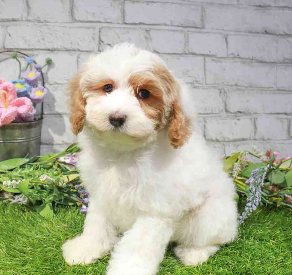 carousel pet images