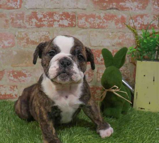 English Bulldog