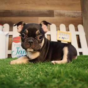 French Bulldog