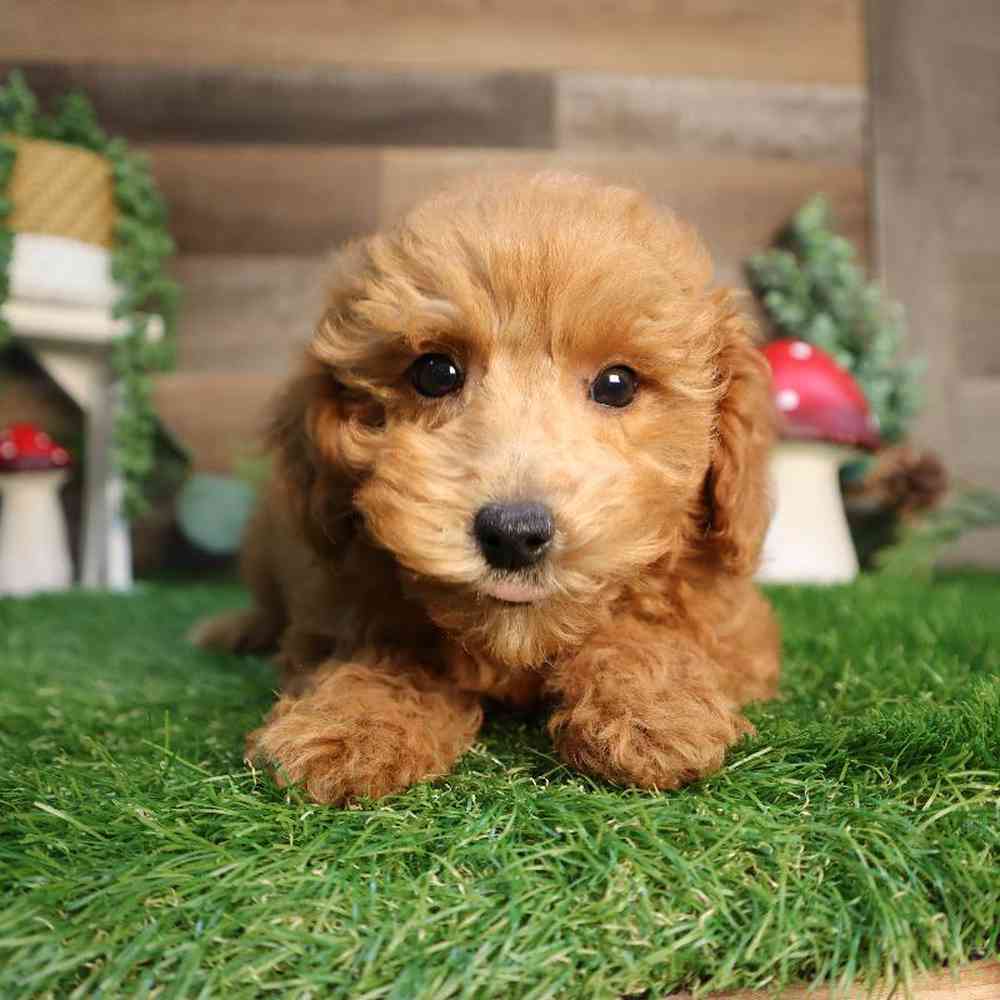 carousel pet images