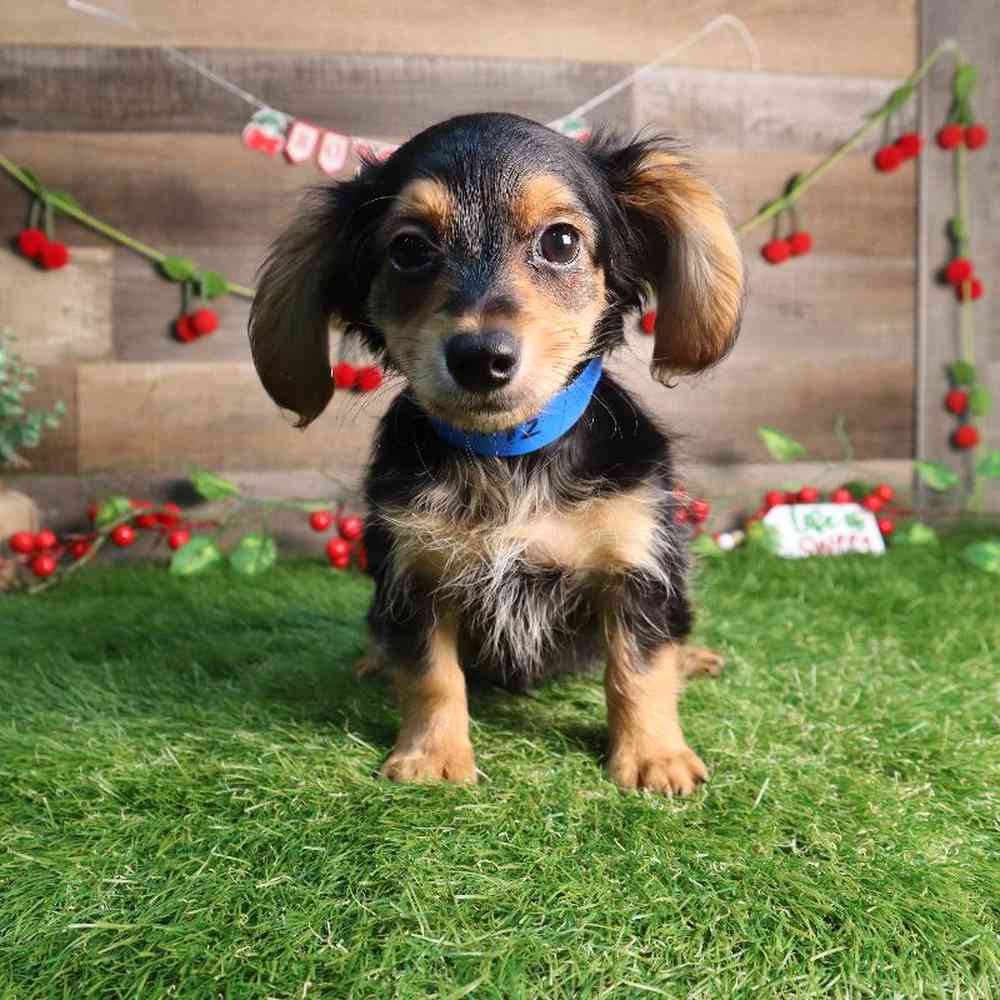 carousel pet images
