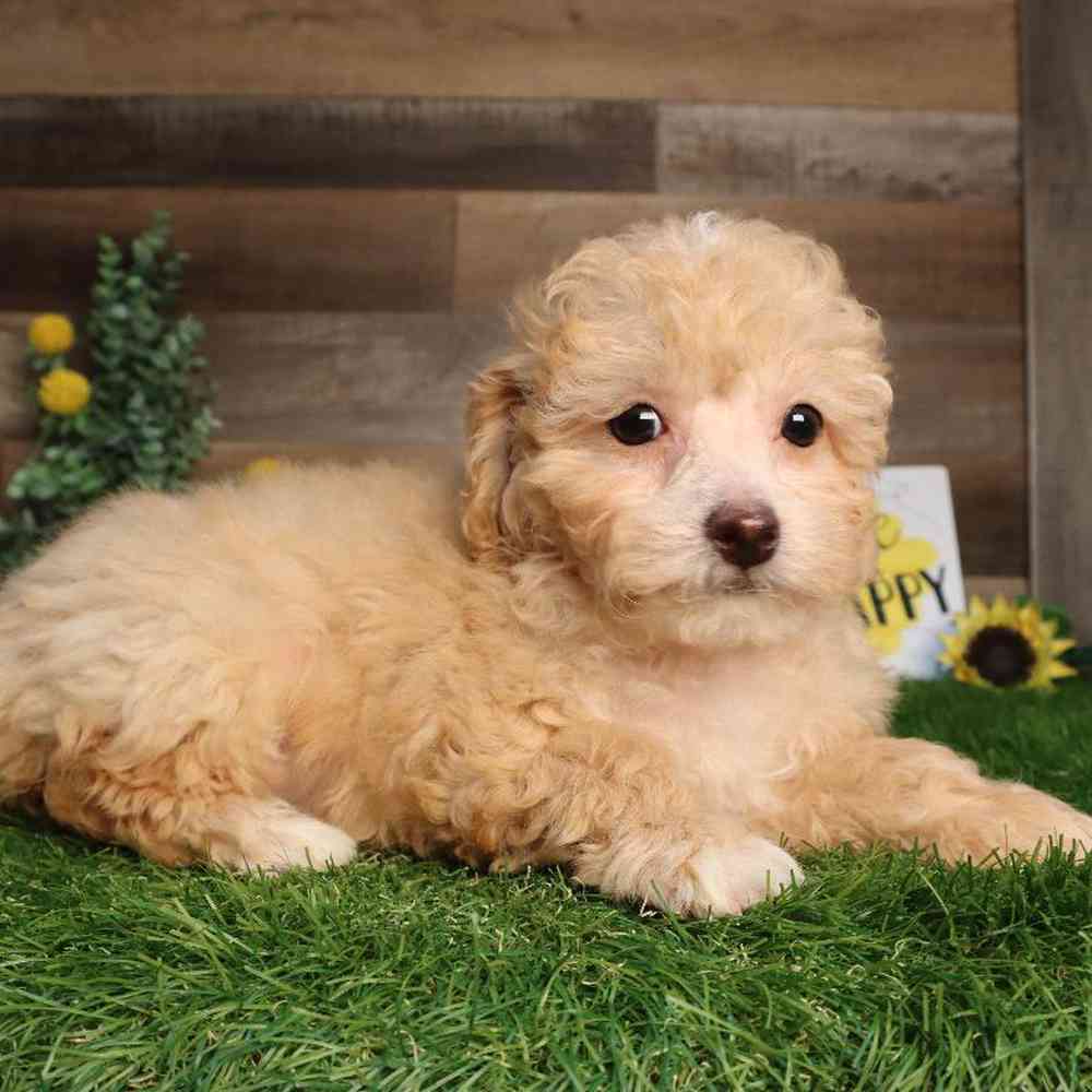 Female Poodle Puppy for Sale in Blaine, MN