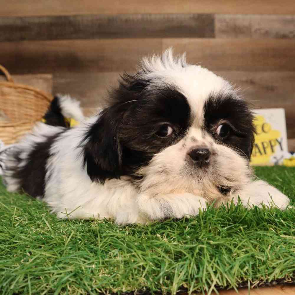 carousel pet images