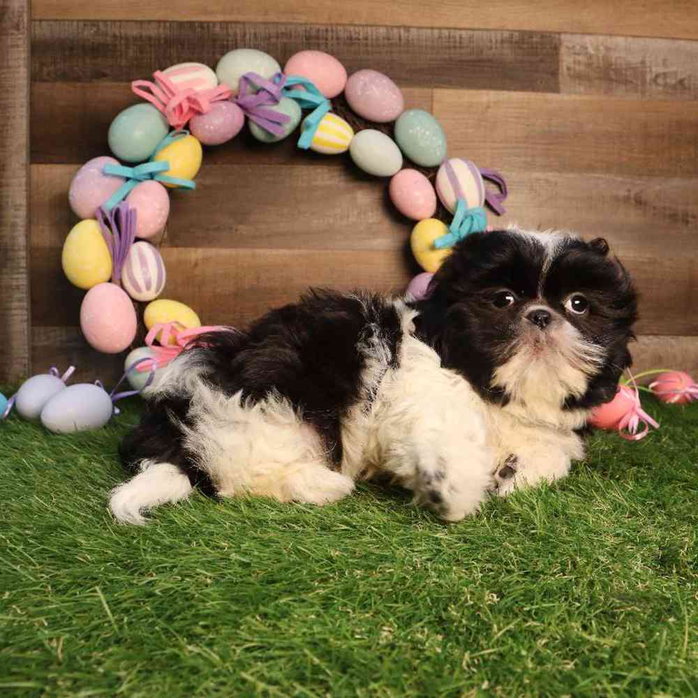 Image of a pet breed in the gallery