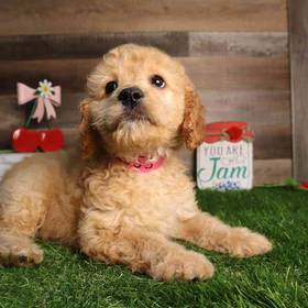 Cockapoo