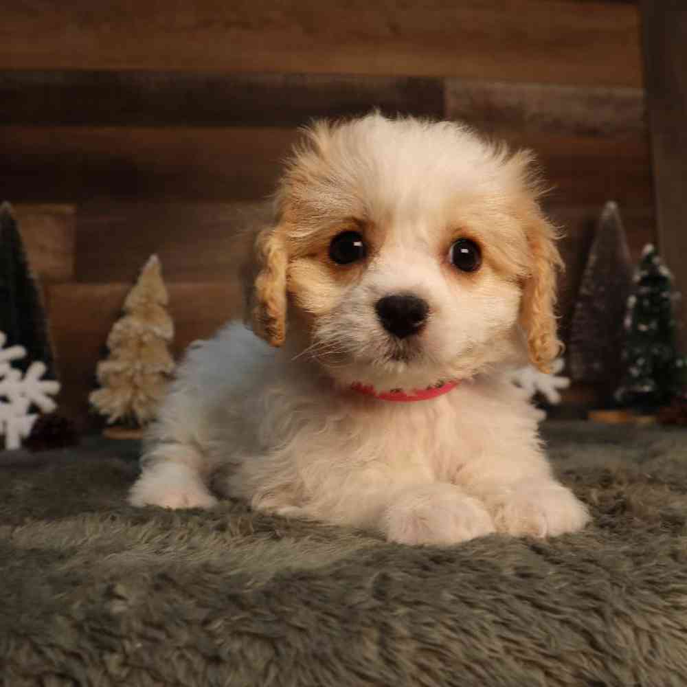 Image of a pet breed in the gallery