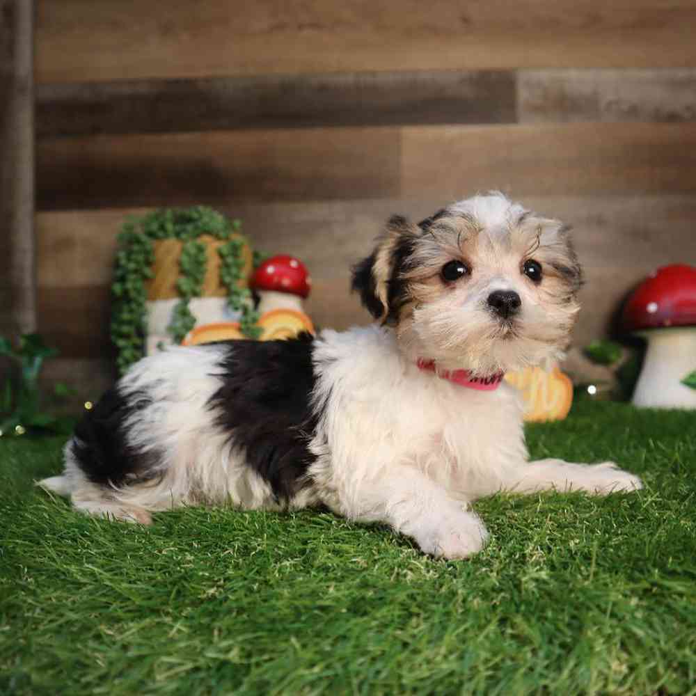 carousel pet images