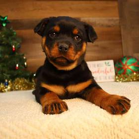 Rottweiler