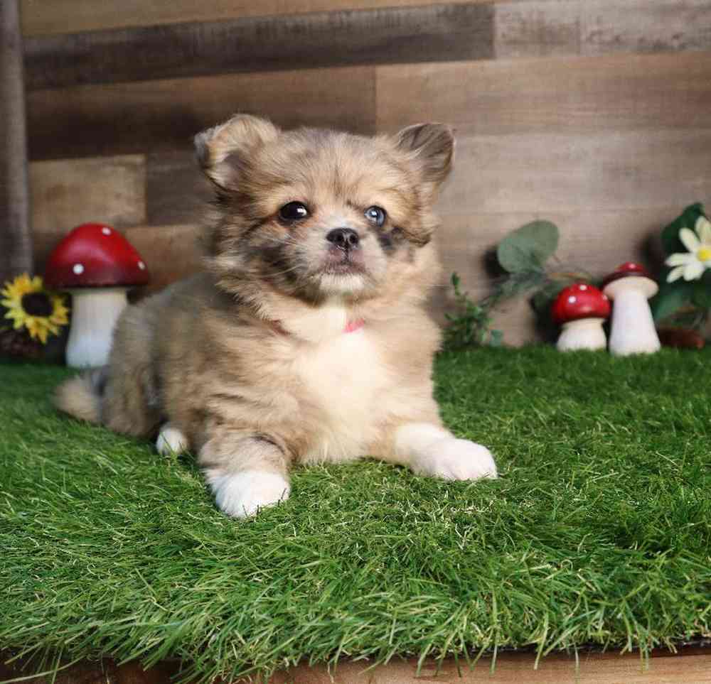 Female Peek-a-pom Puppy for Sale in Blaine, MN