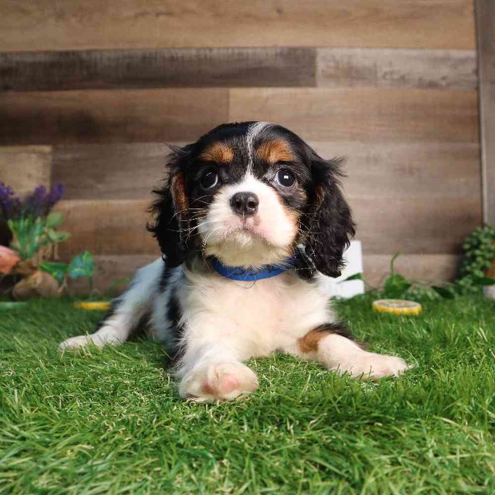 carousel pet images