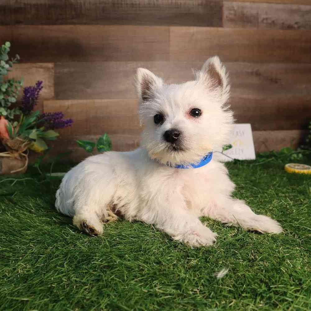 Image of a pet breed in the gallery