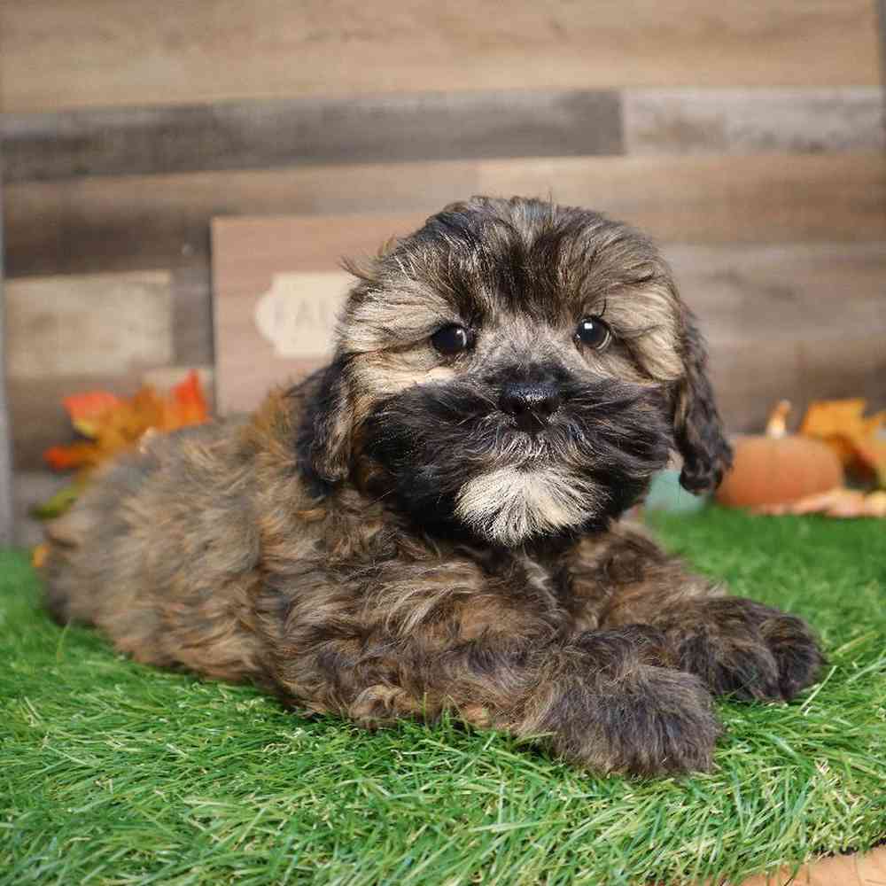Female Shipoo Puppy for Sale in Blaine, MN