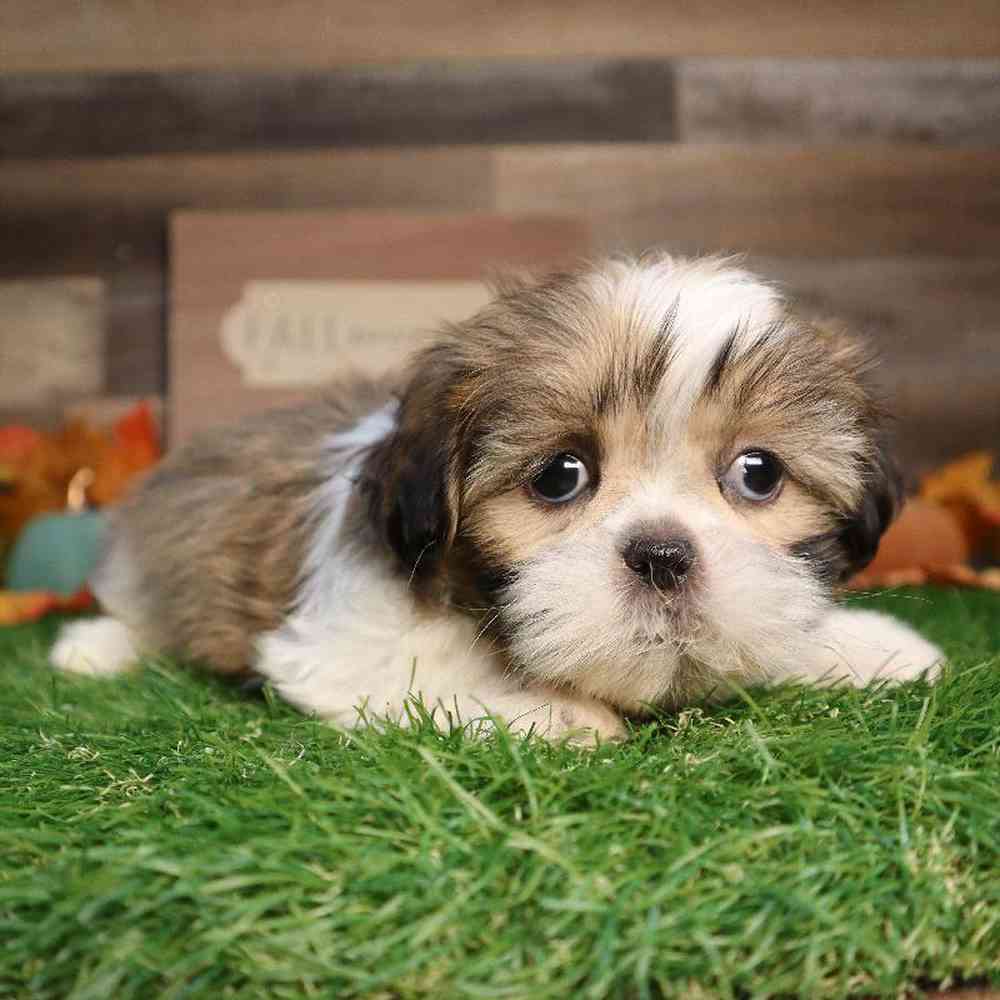 Male Shih Tzu Puppy for Sale in Blaine, MN