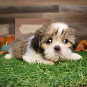 Shih Tzu