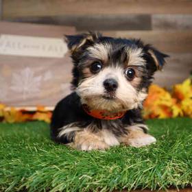 Morkie