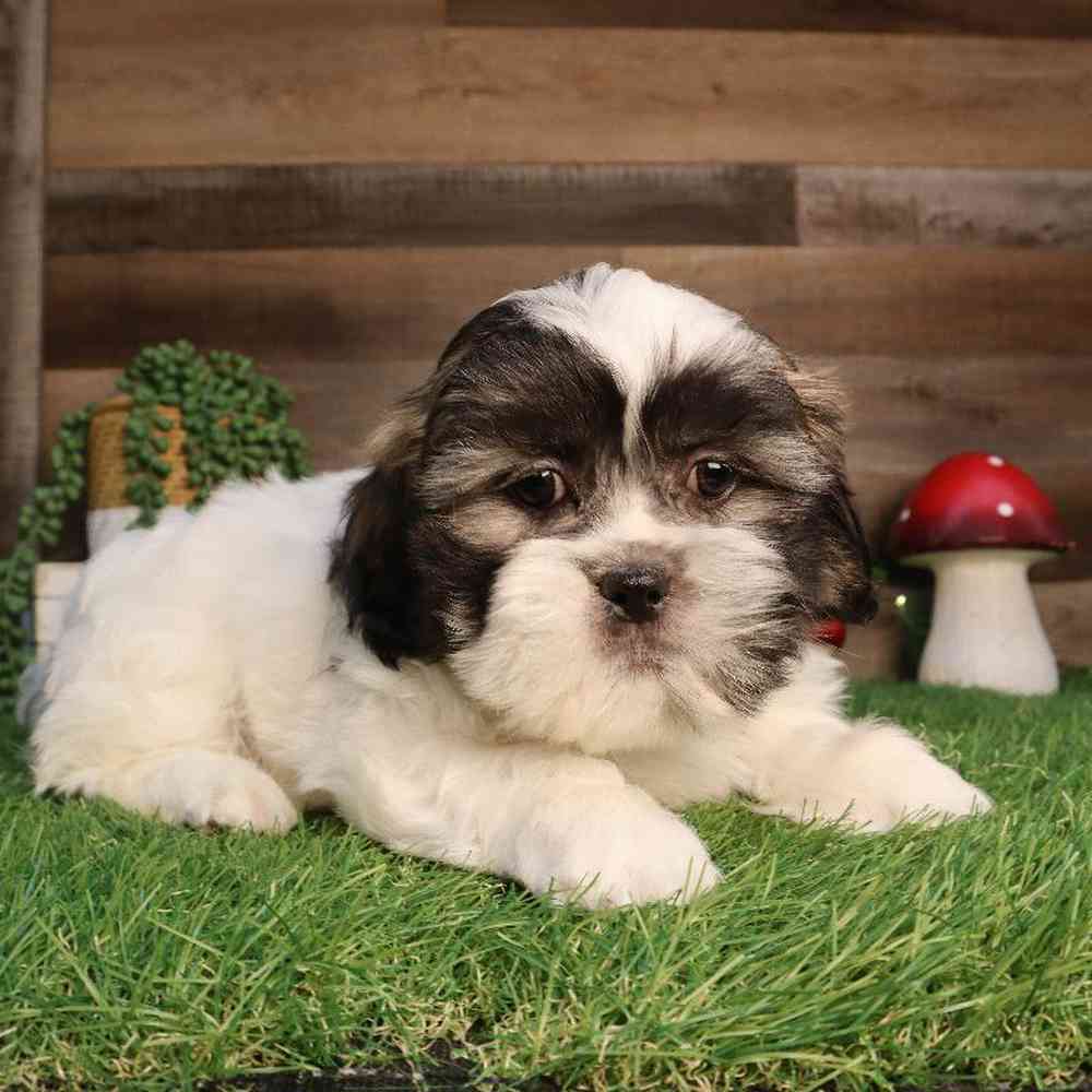 carousel pet images