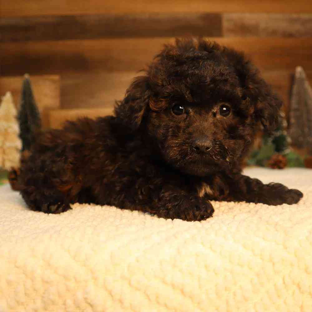 Female Mini Poodle Puppy for Sale in Blaine, MN