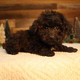 Mini Poodle