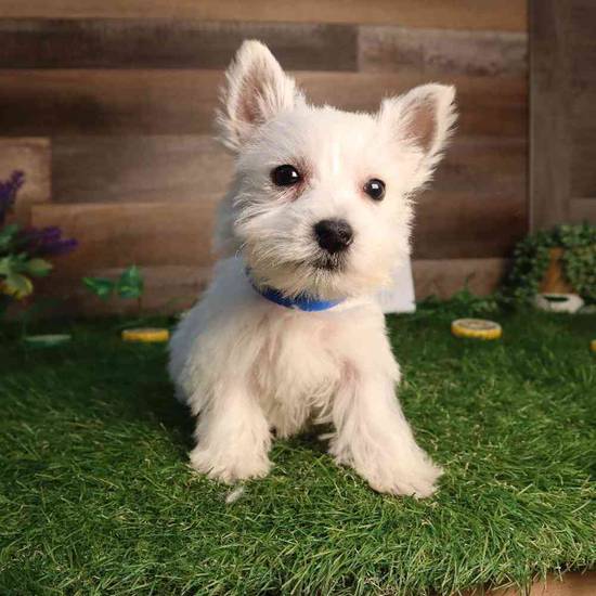 Westie Bestie