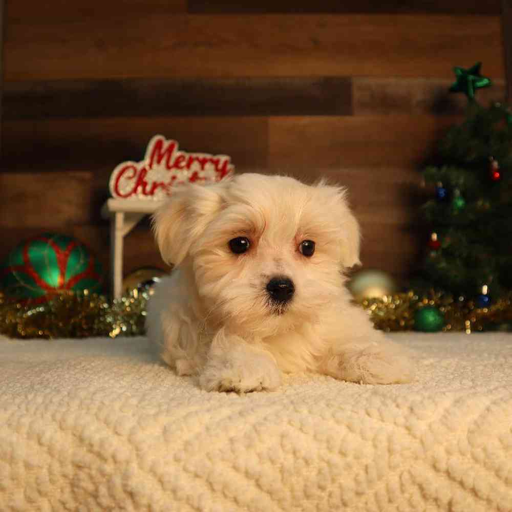 Male Maltese Puppy for Sale in Blaine, MN