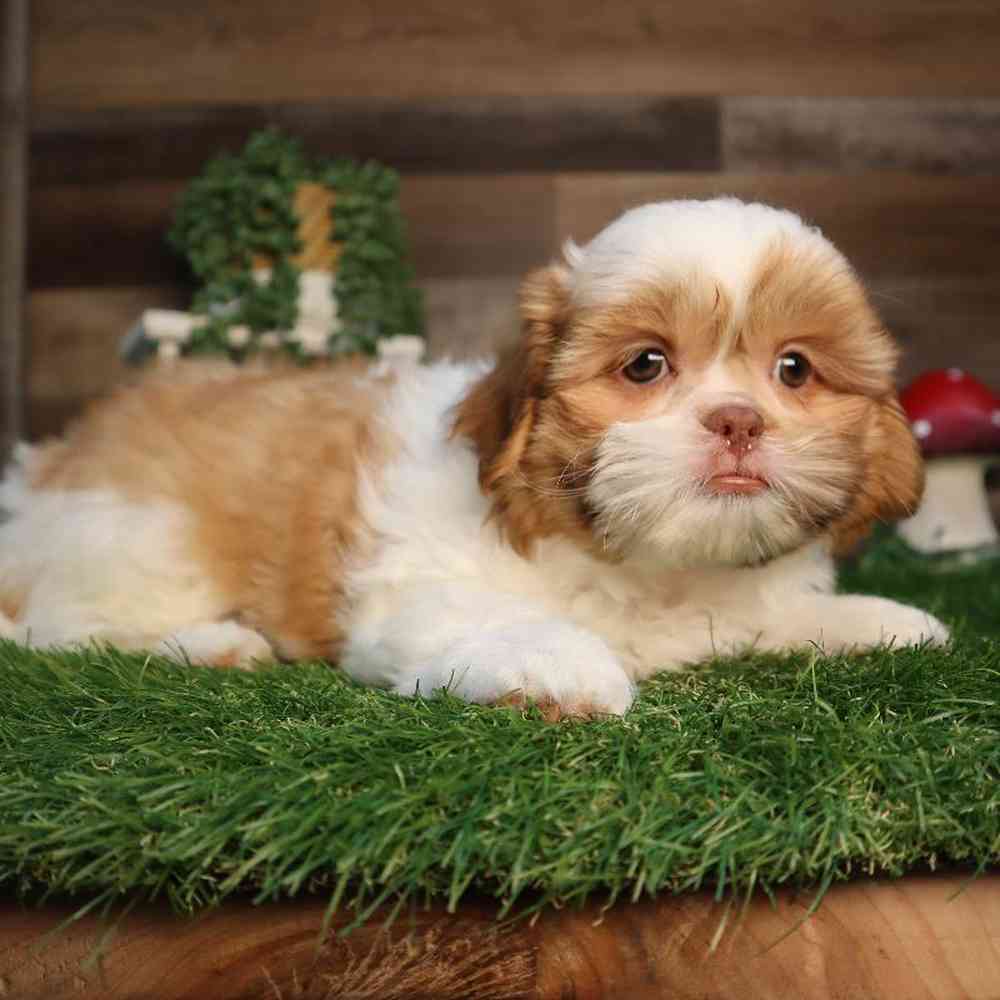 carousel pet images