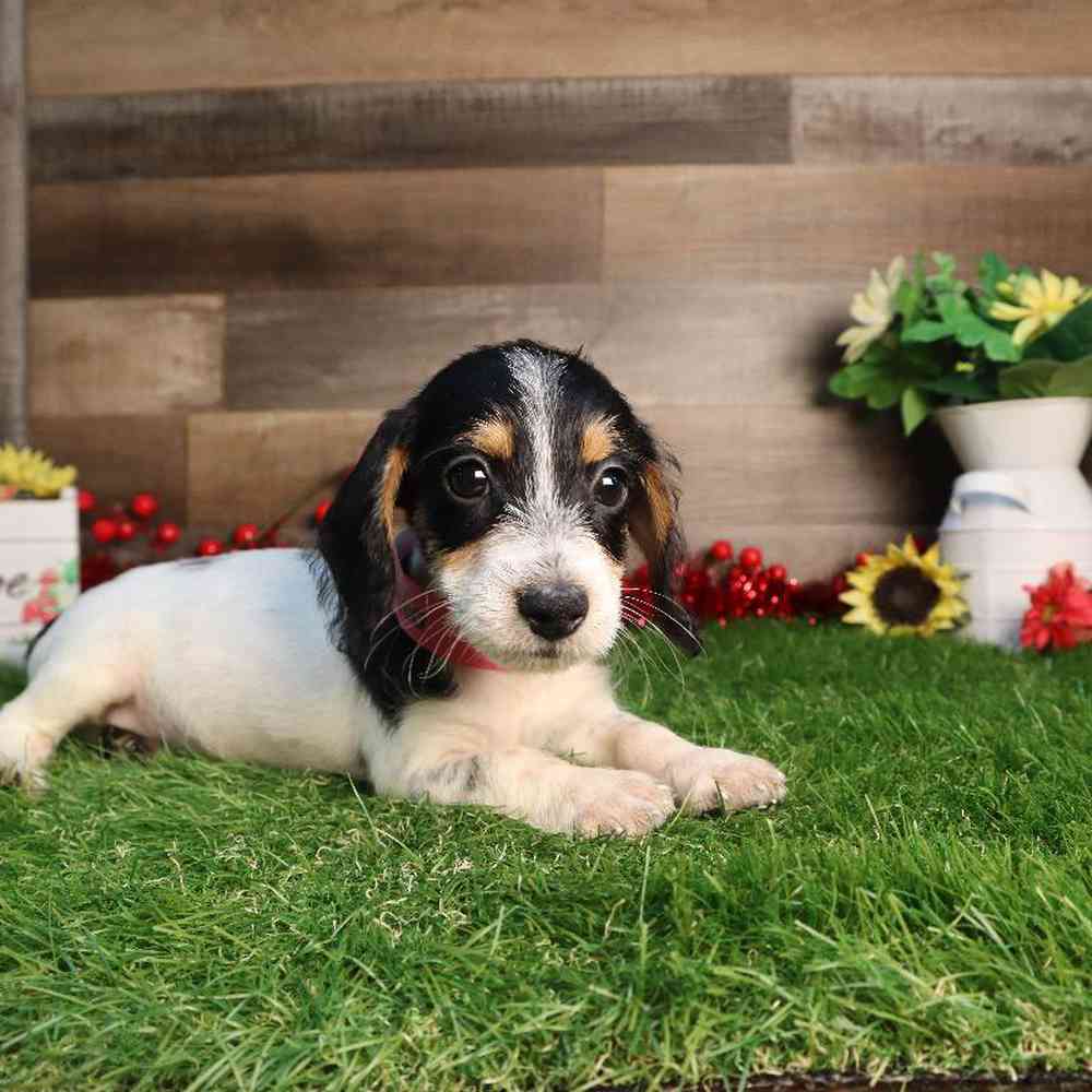 Female Dachshund Puppy for Sale in Blaine, MN