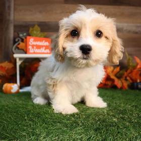 Cavachon