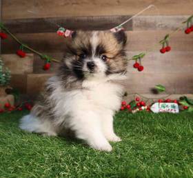 Pomeranian