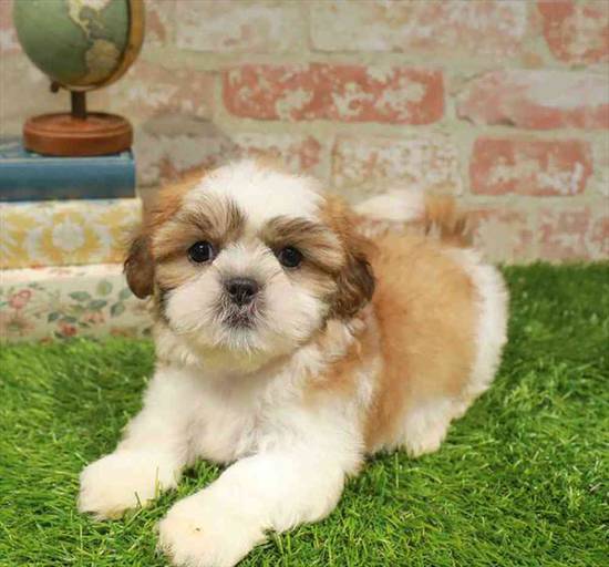 Shih Tzu