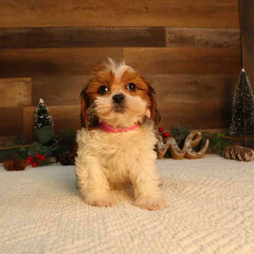 Image of a pet breed in the gallery