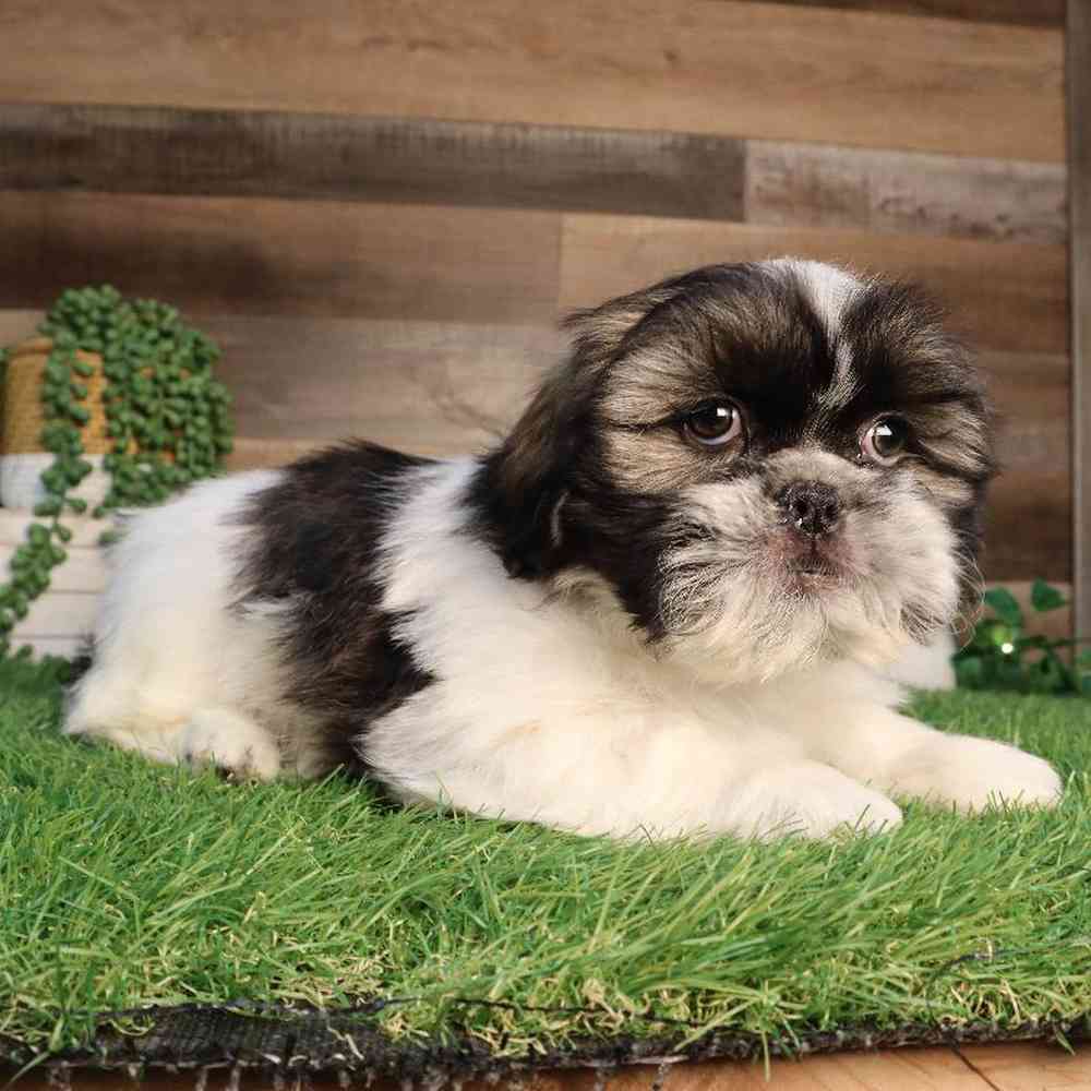 carousel pet images
